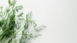© AkuAku - Fresh dill on a white background with space for text