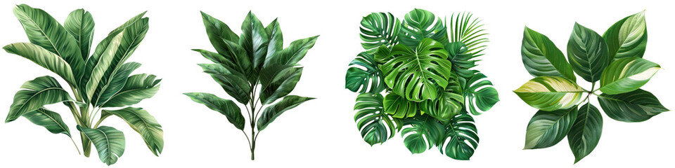 A collection of vibrant green tropical leaves showcasing lush foliage for decorative and design use. transparent background