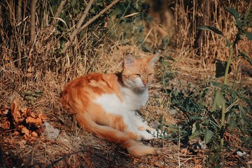 Wall Mural - A cat with a yellow face is sitting on a white background. The cat has a very cute and friendly expression