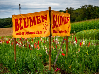 Canvas Print - Schnittblumen im Selbstpflücker Feld