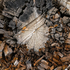 A Crumbling Tree Stump