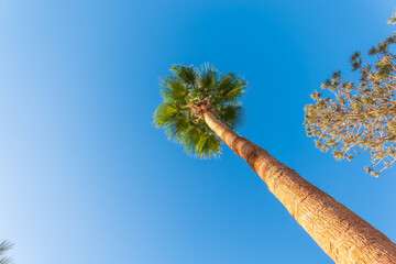 Wall Mural - Palm tree with green leaves on blue background