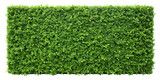 Green Hedge Wall Seamless Pattern Texture