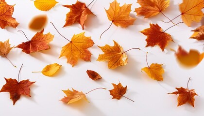 Wall Mural - autumn leaves fly and fall on a white background