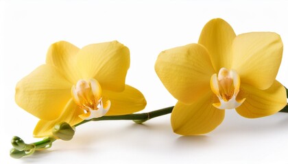 two branch of yellow orchid flowers isolated on white background