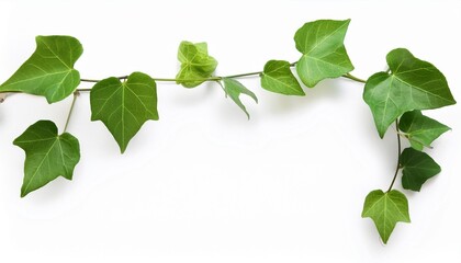 Wall Mural - vine plant branch creeper leaf green liana tropical nature