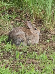 rabbit in a field