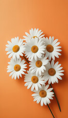 Wall Mural - white daisies on a orange pastel paper texture background with copy space