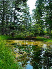 trees by lake
