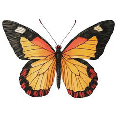 Wall Mural - Stunning black and orange butterfly with detailed wings isolated on a transparent background for nature or art uses.
