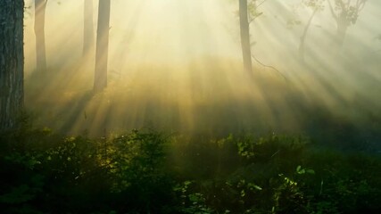 Poster - Sunlight breaks through fog in a tranquil forest, illuminating the ground and creating a serene atmosphere in the early morning hours.