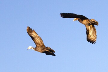 Wall Mural - ducks in fly on sky