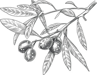 Engraved olive branch. Sketch branche with leaves and blossoms, hand drawn olives design element. Agricultural ripe plant or fruit isolated on white background illustration