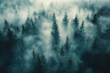 Poster - Misty Forest Canopy