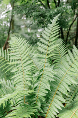 fern leaves in the forest