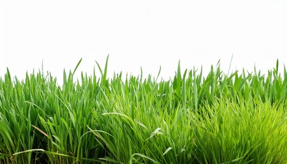 Wall Mural - field green grass growing png on white background