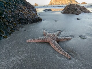 starfish on the beach