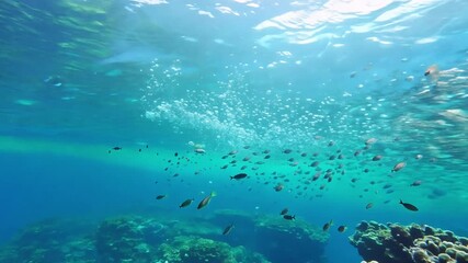 Poster - A school of fish swim near a coral reef in a clear, blue ocean with sunlight shining from above.