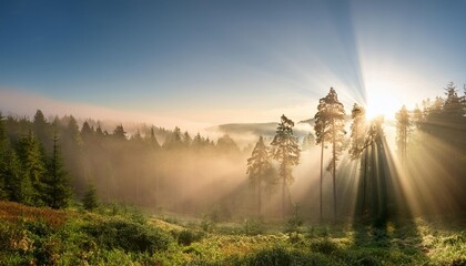 Poster - enchanting sunlight through mist woodlands scenery with amazing golden sunrays illuminating the panoramic view a tranquil landscape photo of natural beauty