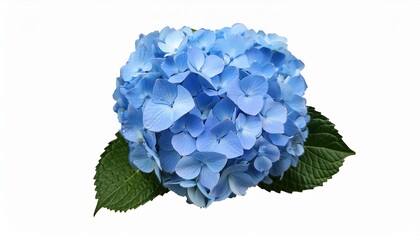 Wall Mural - blue hydrangea flower png hydrangea flower isolated hydrangea top view png blue flower flat lay png