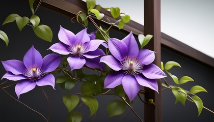 Wall Mural - blooming purple flower liana clematis on a support