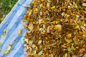 Brown dried leaves of rain tree. Dried leaves for composting