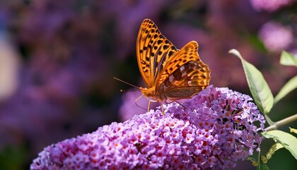 the silver washed fritillary argynnis paphia butterfly sitting on the buddleja or buddleia know also as butterfly bushes