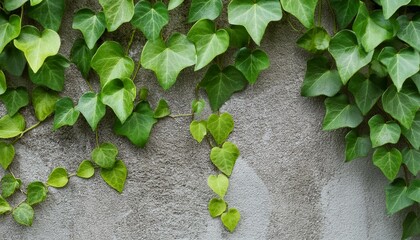 a close up shot of green ivy growing on a concrete wall