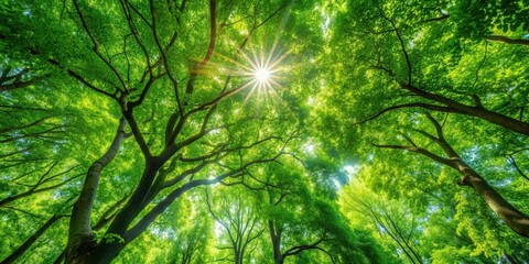 Canvas Print - Sunlight filtering through the leaves of a lush canopy of trees , nature, outdoors, forest, sunlight, shadows, foliage