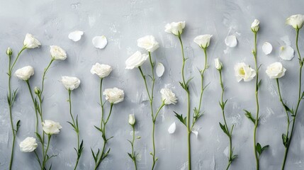 Wall Mural - beautiful eustoma flowers arranged on grey background for text placement