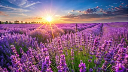 Poster - Vibrant field of purple lavender flowers in full bloom under the sun, lavender, field, flowers, purple, vibrant, bloom