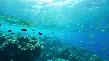 Poster - A school of yellow fish swim near a coral reef in clear blue water. Sunlight shines through the surface.