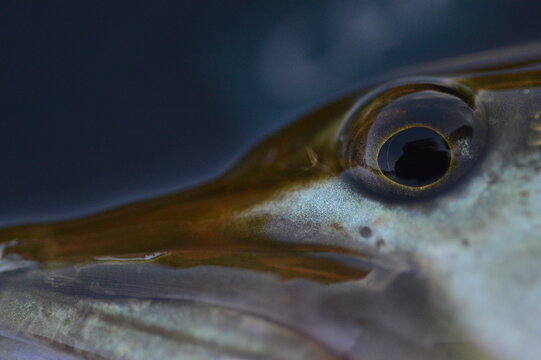 Close up of a northern pike in a lake