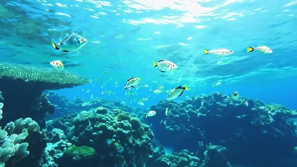Poster - A vibrant coral reef teeming with fish in clear, blue water.