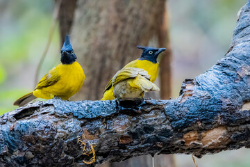 Wall Mural - The Black-crested Bulbul in nature