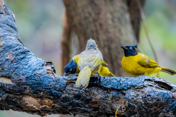 Wall Mural - The Black-crested Bulbul in nature