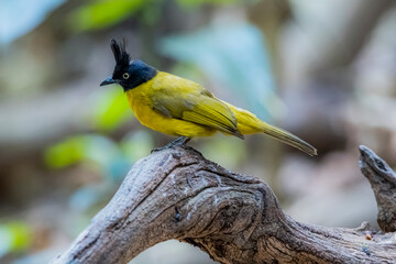 Wall Mural - The Black-crested Bulbul in nature