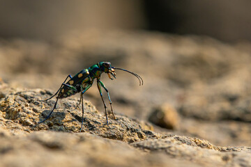 Wall Mural - Blue-spotted tiger beetle or golden-spotted tiger beetle (Cicindela aurulenta) perching on a river rock, with natural river background