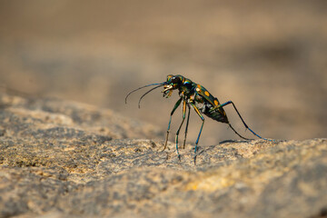 Wall Mural - Blue-spotted tiger beetle or golden-spotted tiger beetle (Cicindela aurulenta) perching on a river rock, with natural river background