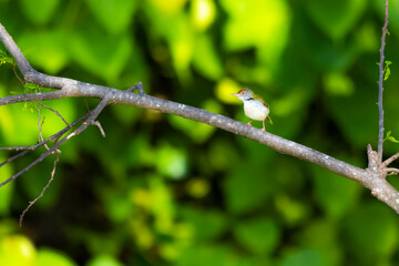 Wall Mural - The Tailorbird on a branch in nature