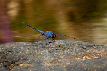 Wall Mural - Macro shot of black stream glider or indigo dropwing (Trithemis festiva) perching on river rock, with natural bokeh background