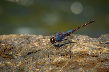 Wall Mural - Macro shot of black stream glider or indigo dropwing (Trithemis festiva) perching on river rock, with natural bokeh background