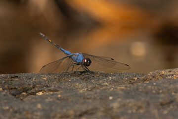 Wall Mural - Macro shot of black stream glider or indigo dropwing (Trithemis festiva) perching on river rock, with natural bokeh background
