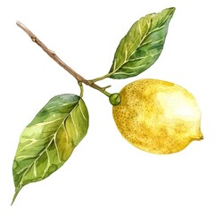 Wall Mural - watercolor of hanging lemon branch with leaves isolated on a white background