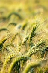 Wall Mural - cereal field of barley landscape