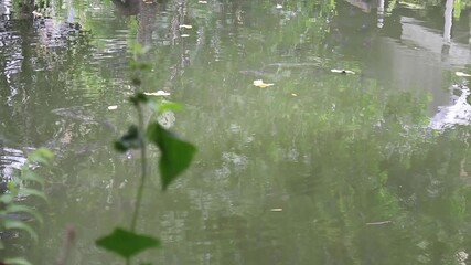 Wall Mural - Thai tropical garden view in Chiang Mai, Thailand, stock footage