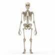 © KumCup - Human Skeleton
