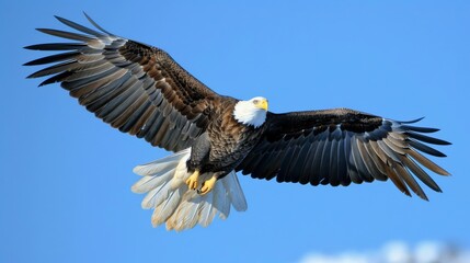 Poster - Bald Eagle Flying in the Blue Sky