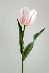 tulip pink white pastel flower isolated on white background