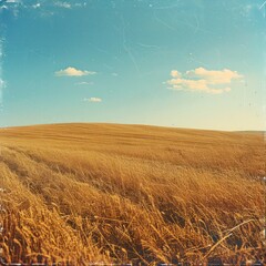 Wall Mural - beautiful field landscape